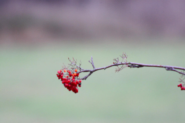 20091105 1092Tw [D~DH] Vogelbeerbaum (Sorbus aucuparia), [Eberesche], Moor, Diepholz