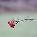 20091105 1092Tw [D~DH] Vogelbeerbaum (Sorbus aucuparia), [Eberesche], Moor, Diepholz