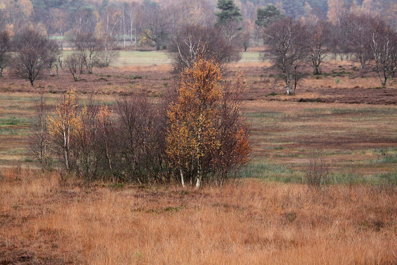 20091105 1099Tw [D~DH] Neustädter Moor