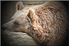 Nounours