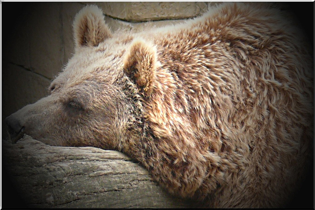 Nounours
