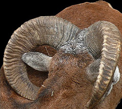 Mouflon