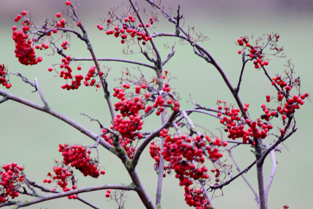 20091105 1091Tw [D~DH] Vogelbeerbaum (Sorbus aucuparia), [Eberesche], Neustädter Moor, Diepholz