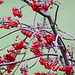 20091105 1094Tw [D~DH] Vogelbeerbaum (Sorbus aucuparia), [Eberesche], Moor, Diepholz