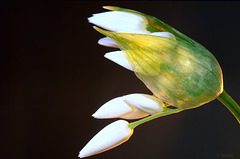 Wild Garlic - Fleur d'ail des ours