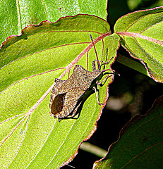 20090512 0032DSCw [D~LIP] Lederwanze (Coreus marginatus), Bad Salzuflen