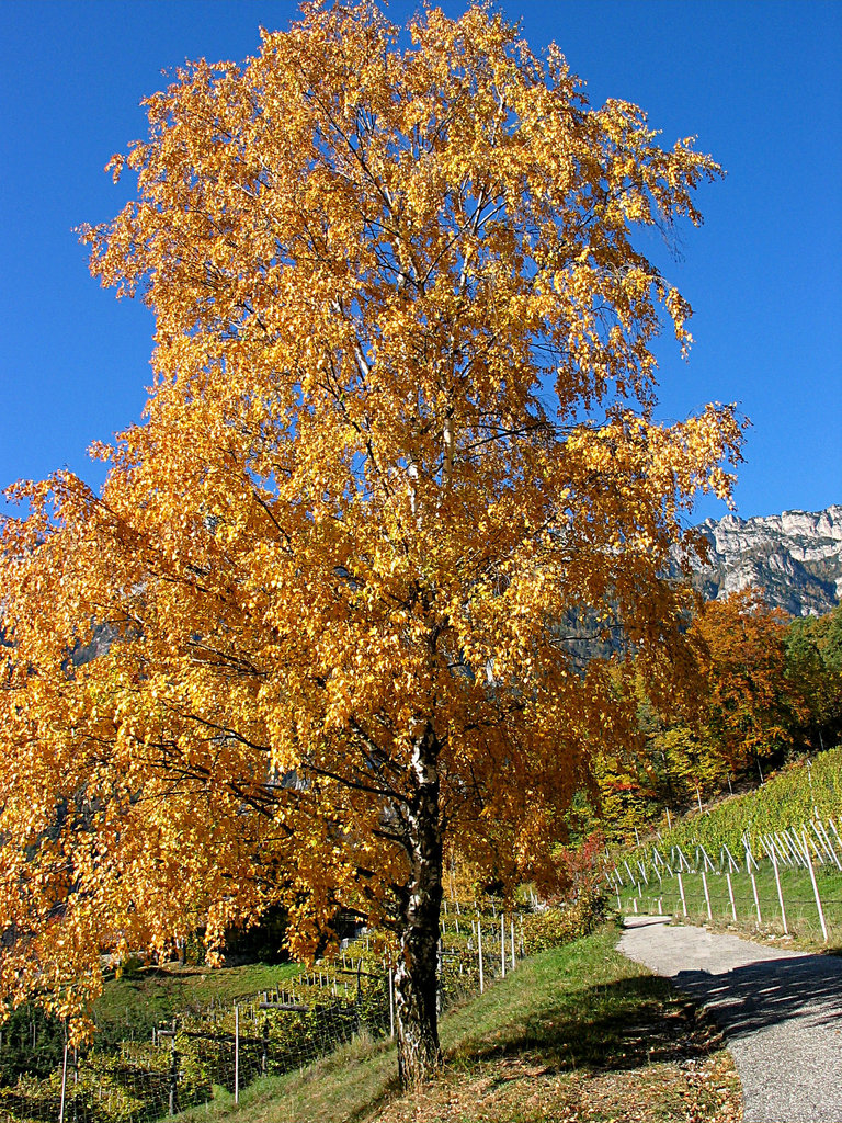 Herbst in Südtirol