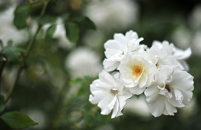 Les roses du Château de Brissac