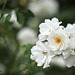 Les roses du Château de Brissac
