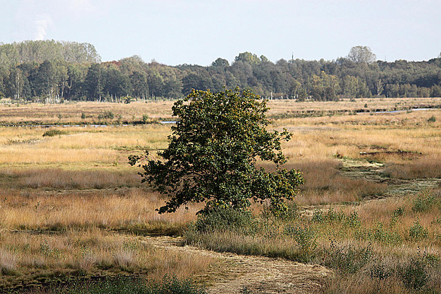 20091008 1050Tw [D~MI] Großes Torfmoor, Hille