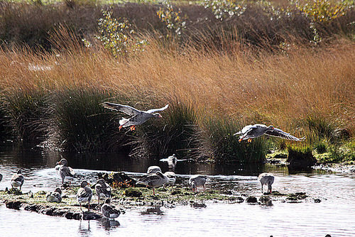 20091008 1031Tw [D~MI] Graugänse, Großes Torfmoor, Hille