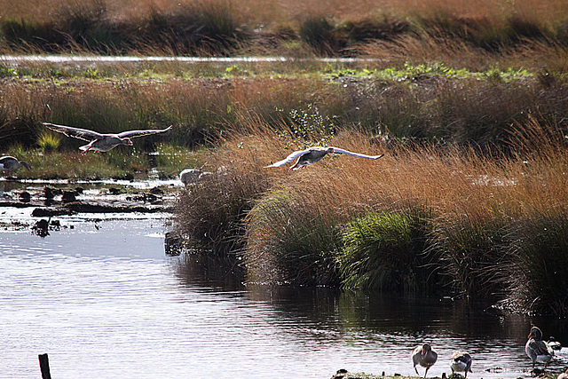 20091008 1023Tw [D~MI] Graugänse (Anser anser), Großes Torfmoor, Hille