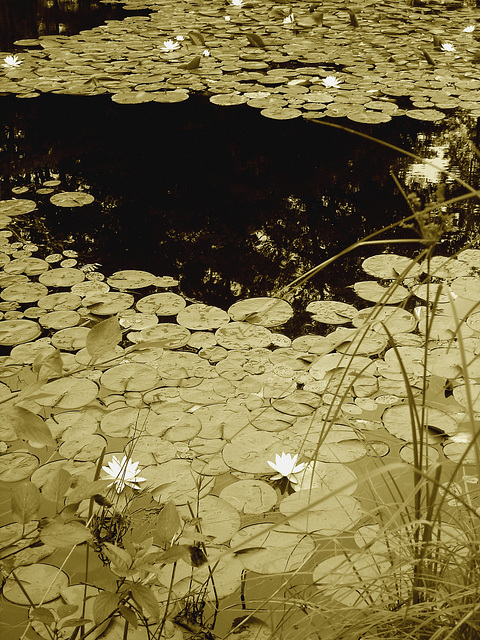 Half moon state park. Sur la 4 près de la 30 nord. Vermont, USA /  États-Unis -   26 juillet  2009 - Sepia