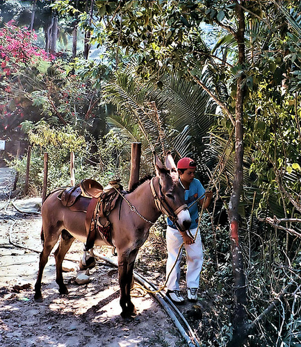 Boy Resting his Burro