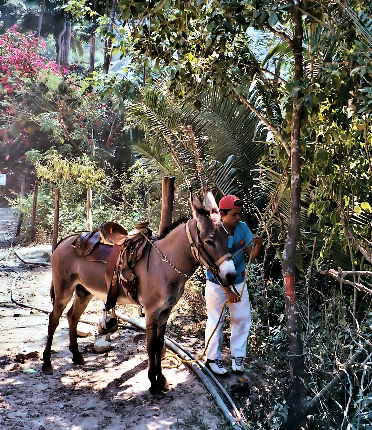 Boy Resting his Burro