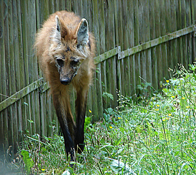 20090618 0519DSCw [D~OS] Mähnenwolf (Chrysocyon brachyurus), Zoo Osnabrück