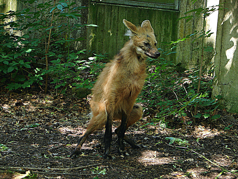 20090618 0520DSCw [D~OS] Mähnenwolf (Chrysocyon brachyurus), Zoo Osnabrück