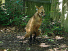 20090618 0520DSCw [D~OS] Mähnenwolf (Chrysocyon brachyurus), Zoo Osnabrück