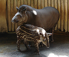 20090618 0521DSCw [D~OS] Flachlandtapir, Zoo Osnabrück