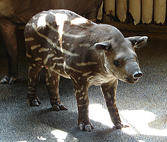 20090618 0522DSCw [D~OS] Flachlandtapir [JT], Zoo Osnabrück