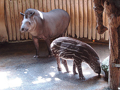 20090618 0523DSCw [D~OS] Flachlandtapir, Zoo Osnabrück