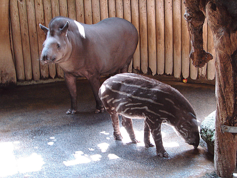 20090618 0523DSCw [D~OS] Flachlandtapir (Tapirus terrestris), Zoo Osnabrück