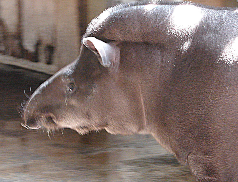 20090618 0524DSCw [D~OS] Flachlandtapir (Tapirus terrestris), Zoo Osnabrück