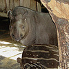 20090618 0526DSCw [D~OS] Flachlandtapir, Zoo Osnabrück