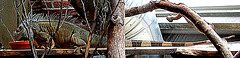 20090618 0527DSCw [D~OS] Grüner Leguan (Iguana iguana), Zoo Osnabrück
