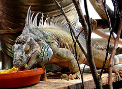 20090618 0528DSCw [D~OS] Grüner Leguan (Iguana iguana), Zoo Osnabrück