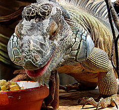 20090618 0529DSCw [D~OS] Grüner Leguan (Iguana iguana), Zoo Osnabrück