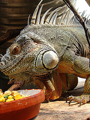 20090618 0530DSCw [D~OS] Grüner Leguan (Iguana iguana), Zoo Osnabrück