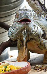 20090618 0531DSCw [D~OS] Grüner Leguan (Iguana iguana), Zoo Osnabrück