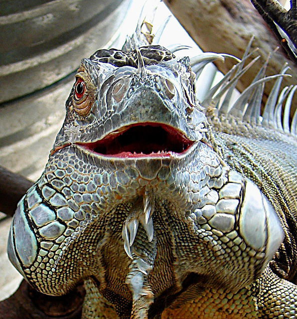 20090618 0531DSCw [D~OS] Grüner Leguan (Iguana iguana), Zoo Osnabrück