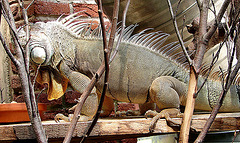 20090618 0532DSCw [D~OS] Grüner Leguan (Iguana iguana), Zoo Osnabrück