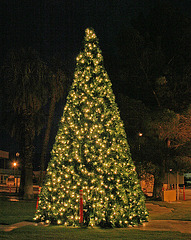 Desert Hot Springs Xmas Tree 2009 (2876)