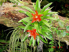 20050818 0026DSCw [NL] Bromelie (Bromelia), Emmen