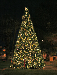 Desert Hot Springs Xmas Tree 2009 (2877)