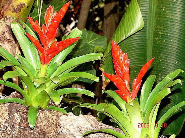 20050818 0028DSCw [NL] Bromelie (Tillandsia), Emmen