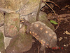 20050818 0029DSCw [NL] Schildkröte, Emmen