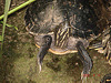 20050818 0030DSCw [NL] Falsche Landkarten-Höckerschildkröte (Graptemys pseudogeographica), Emmen