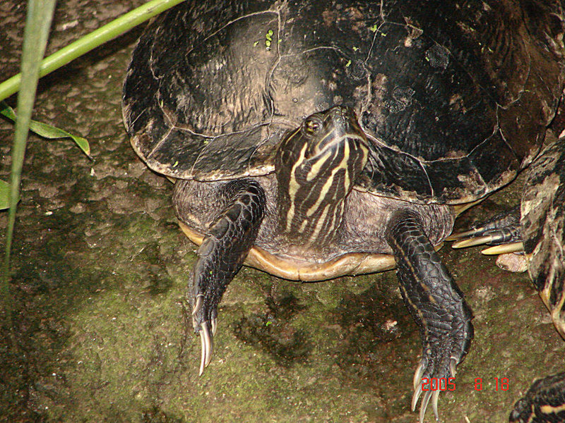 20050818 0030DSCw [NL] Falsche Landkarten-Höckerschildkröte (Graptemys pseudogeographica), Emmen
