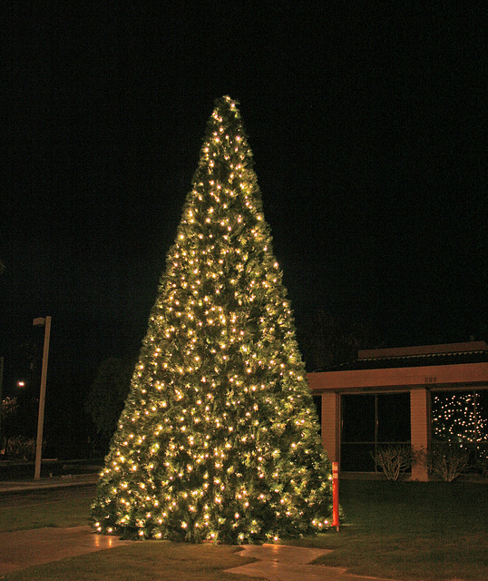 Desert Hot Springs Xmas Tree 2009 (2880)