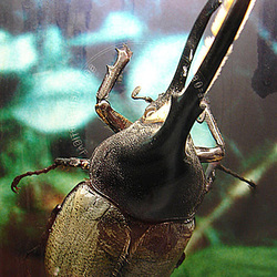 20050818 0033DSCw ]NL] Hercules Käfer [m] (Dynastes Hercules), Emmen