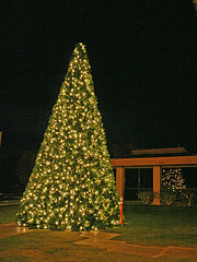 Desert Hot Springs Xmas Tree 2009 (2881)