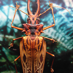 20050818 0034DSCw [NL] Langhornkäfer (Macrodontia cervicornis), Emmen