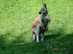 20050818 0073DSCw [NL] Känguru, Emmen