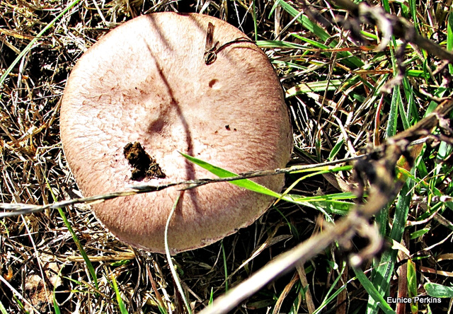 Mushroom