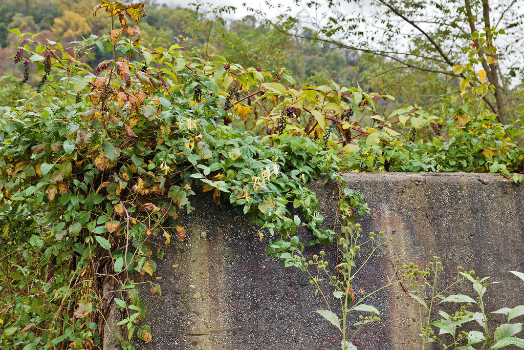 Life Turning Grey – Near Cumberland, Maryland