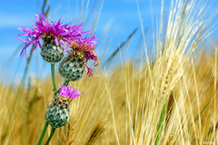 Centaurea scabiosa - Greater Knapweed